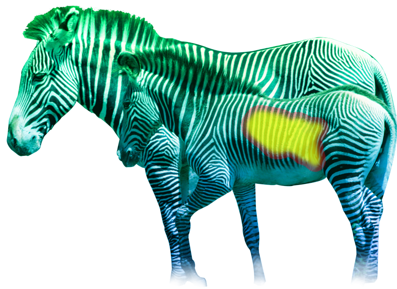 zebra